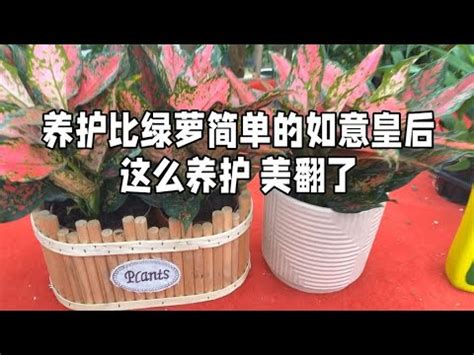 室內假植物風水|家中假植物風水秘笈